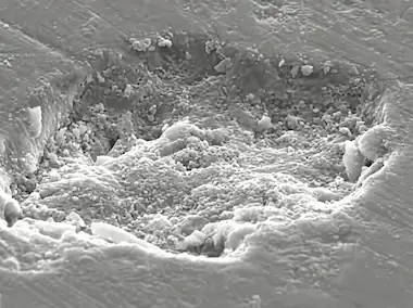 SEM Micrograph - Prima